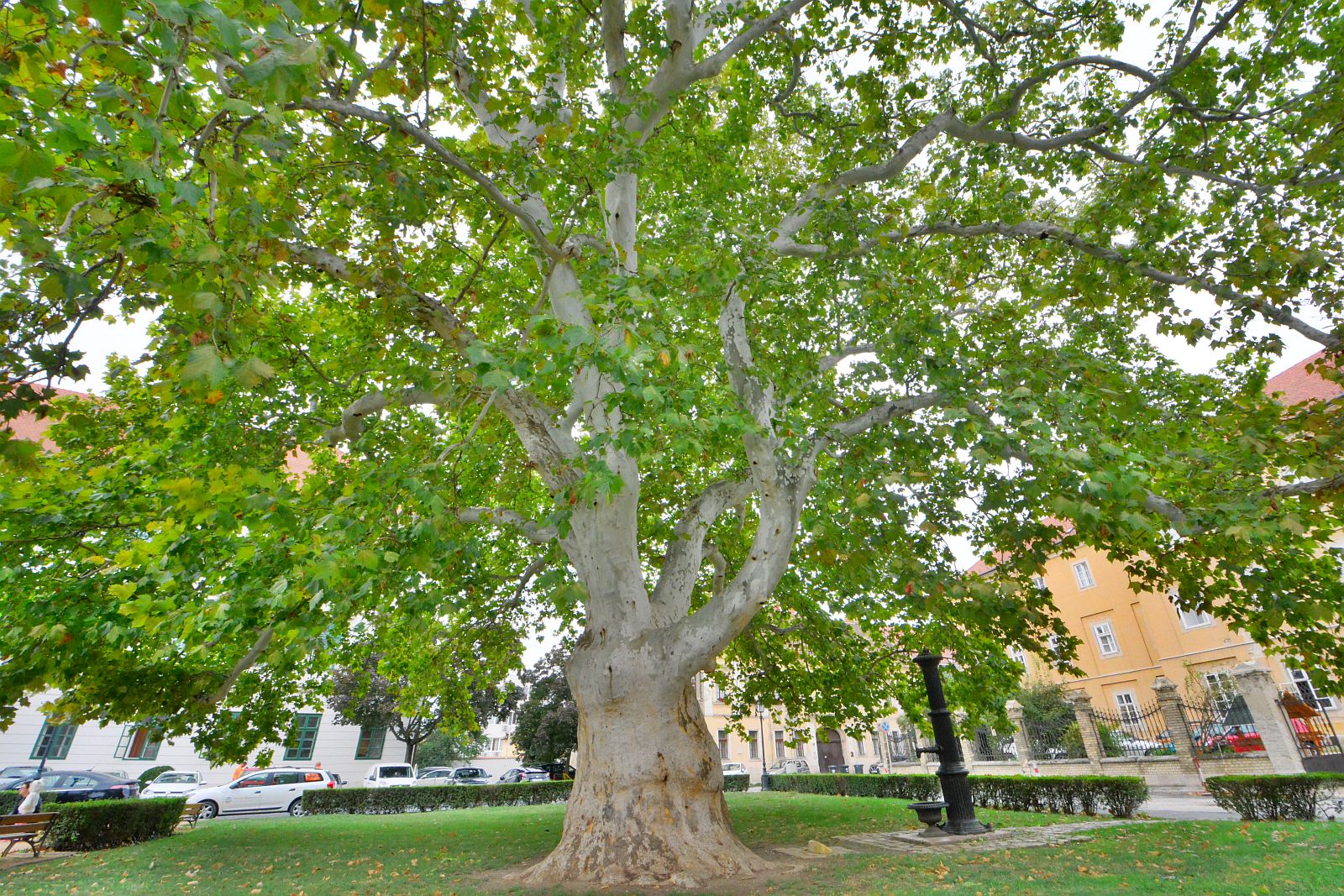 A legismertebb fák és fasorok Székesfehérváron